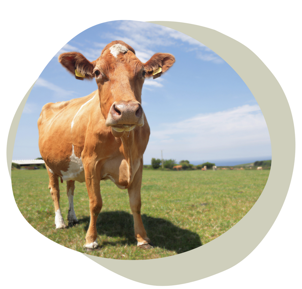 our dairy is raw